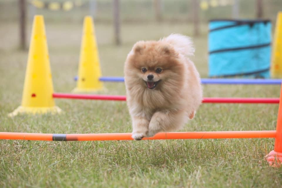 Agility Hürden